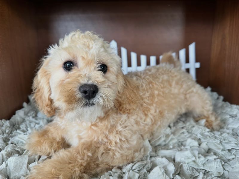 Claus - Shipoo Puppy