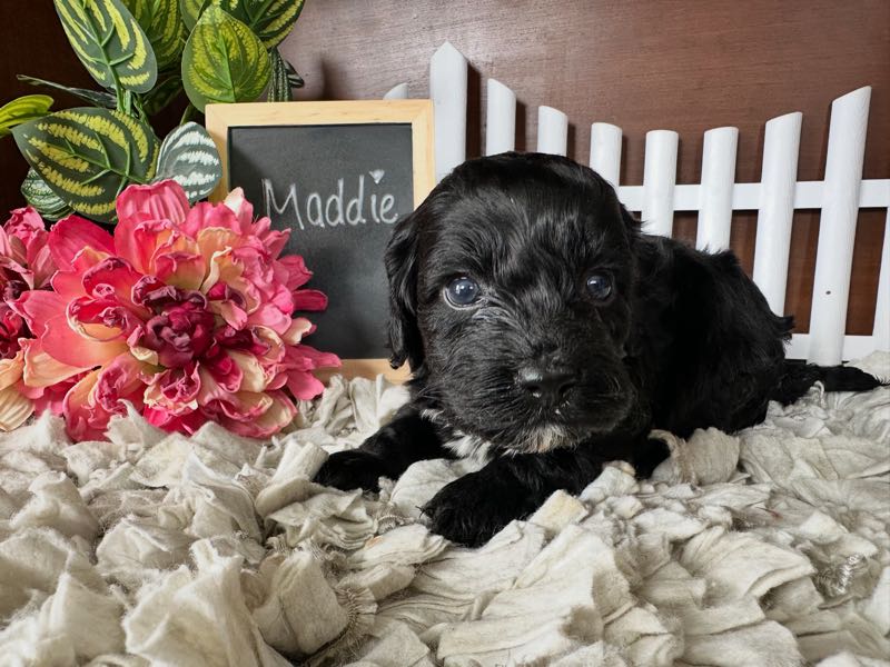Maddie - Cockapoo Puppy
