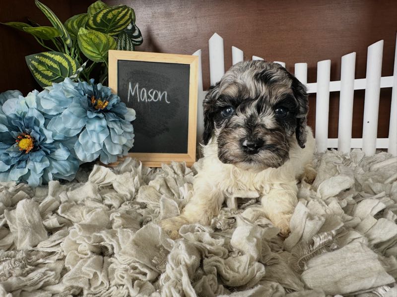 Mason - Cockapoo Puppy