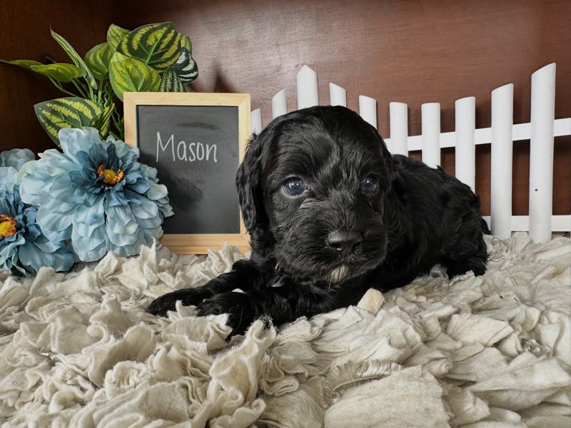 Mason - Cockapoo Puppy