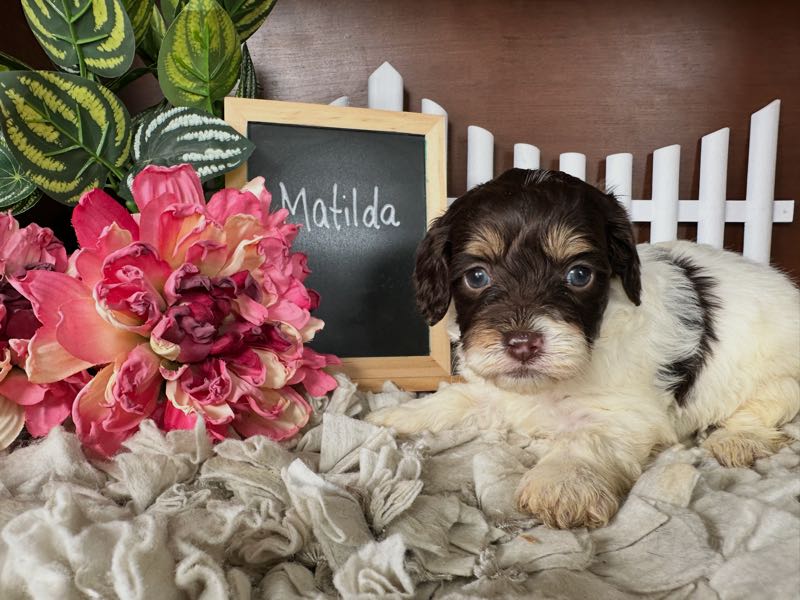 Matilda - Cockapoo Puppy