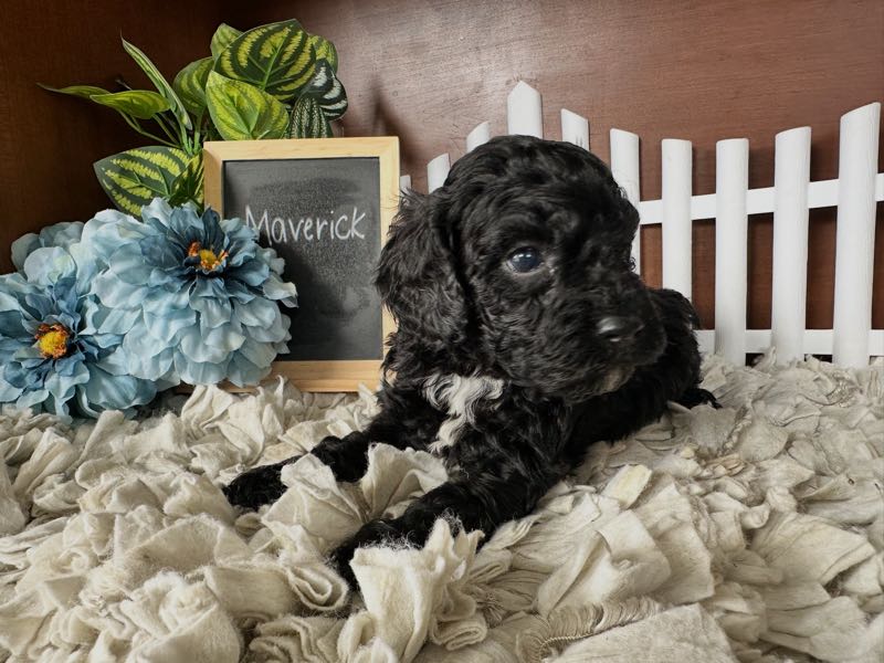 Maverick - Cockapoo Puppy