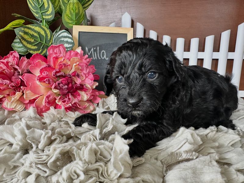 Mila - Cockapoo Puppy