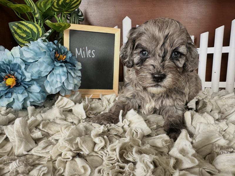 Miles - Cockapoo Puppy