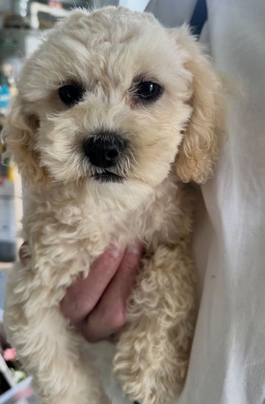 Nicolas - Shipoo Puppy