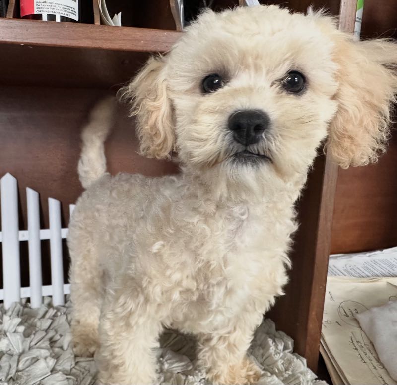 Nicolas - Shipoo Puppy