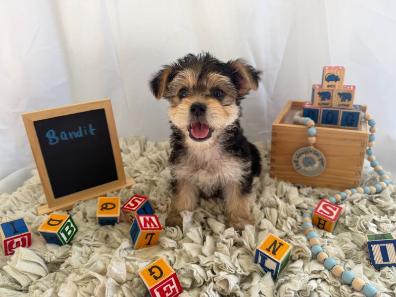 Bandit - Morkie Puppy