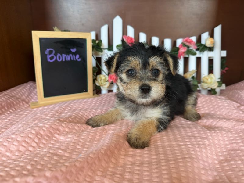 Bonnie - Morkie Puppy