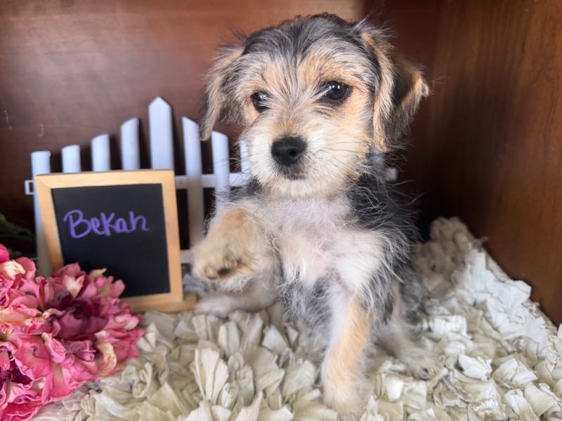 Bekah - Morkie Puppy