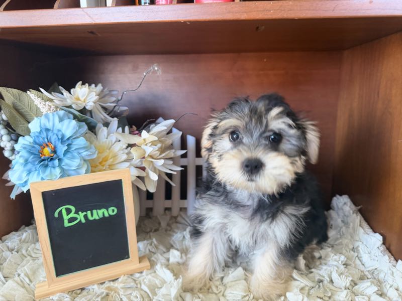 Bruno - Morkie Puppy