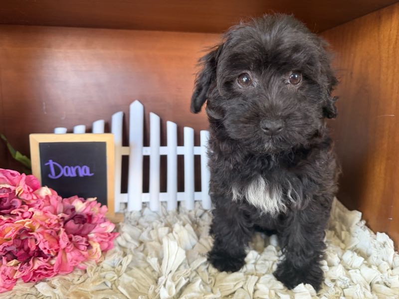 Dana - Yorkiepoo Puppy