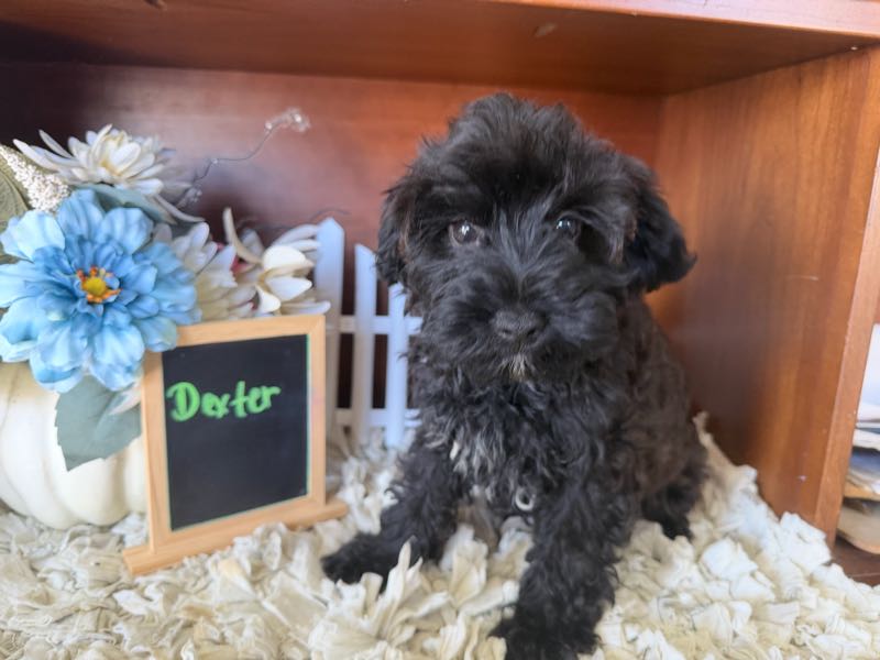 Dexter - Yorkiepoo Puppy