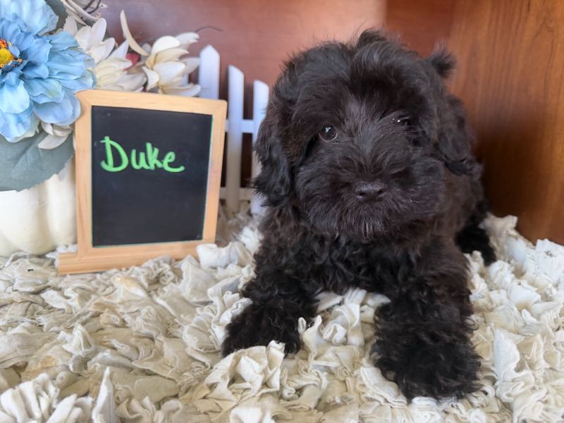 Duke - Yorkiepoo Puppy