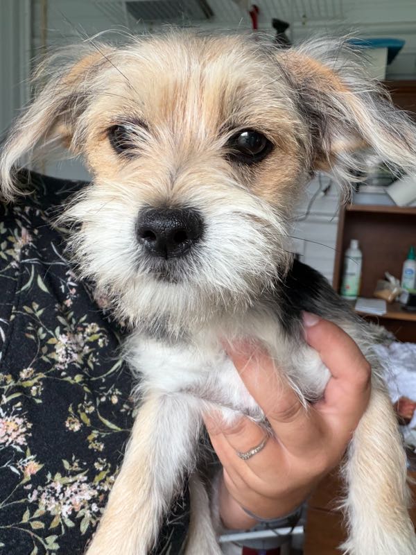 Bekah - Morkie Puppy