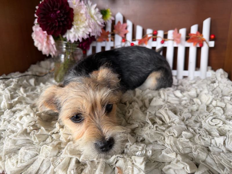 Bekah - Morkie Puppy
