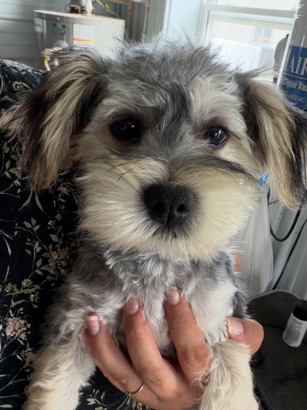 Bruno - Morkie Puppy