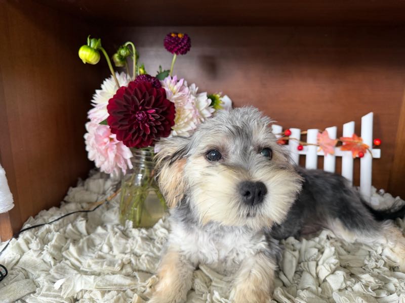 Bruno - Morkie Puppy