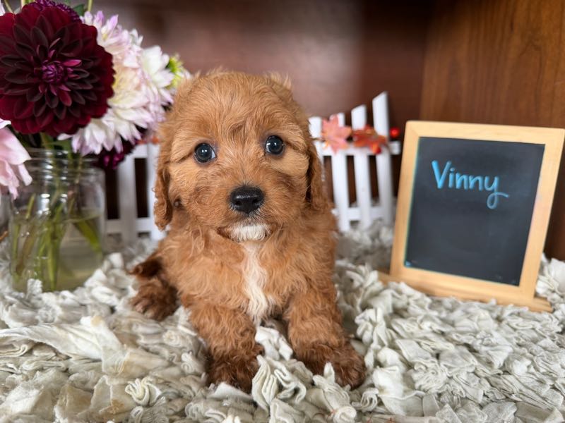 Vinny - Cavapoo Puppy
