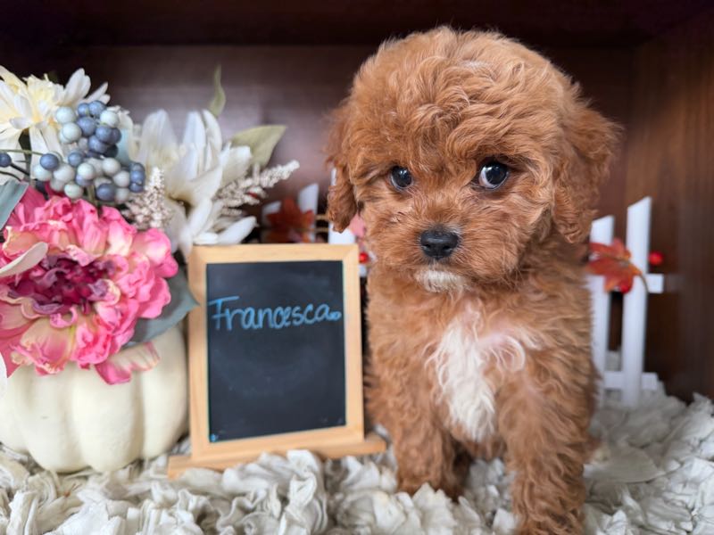 Francesca - Cavapoo Puppy