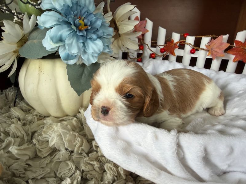 Reuben - Cavapoo Puppy