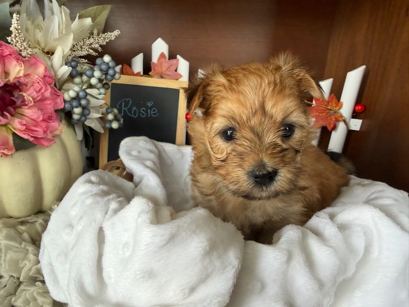 Rosie - Morkie Puppy