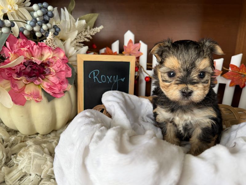 Roxy - Morkie Puppy