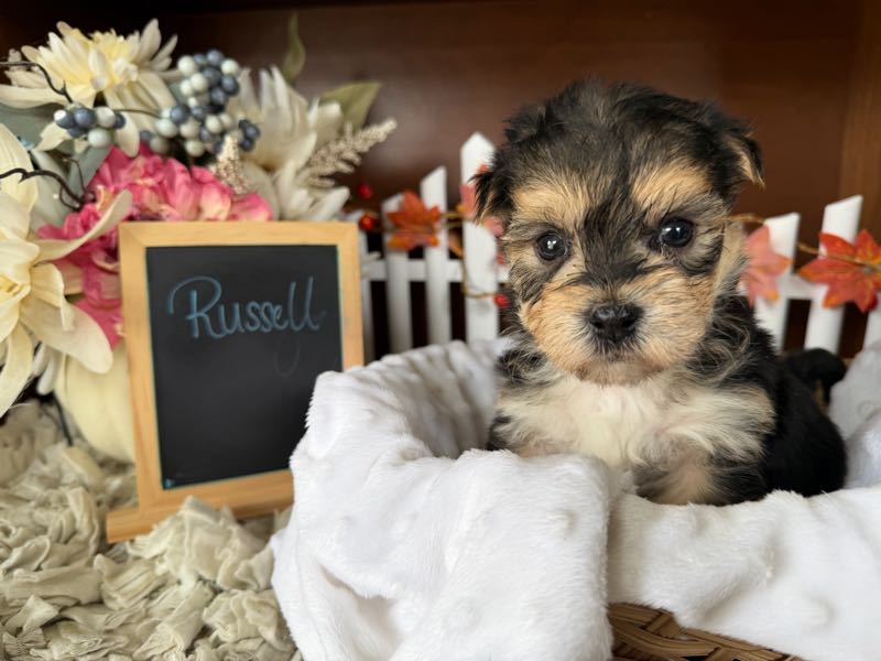 Russell - Morkie Puppy
