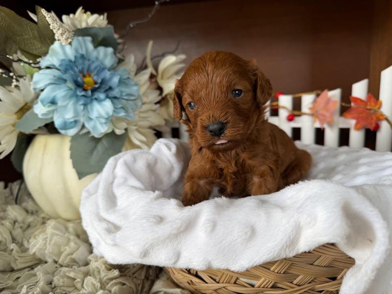 Rusty - Cavapoo Puppy