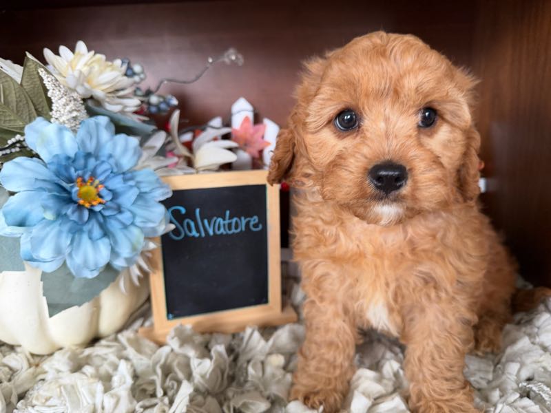 Salvatore - Cavapoo Puppy