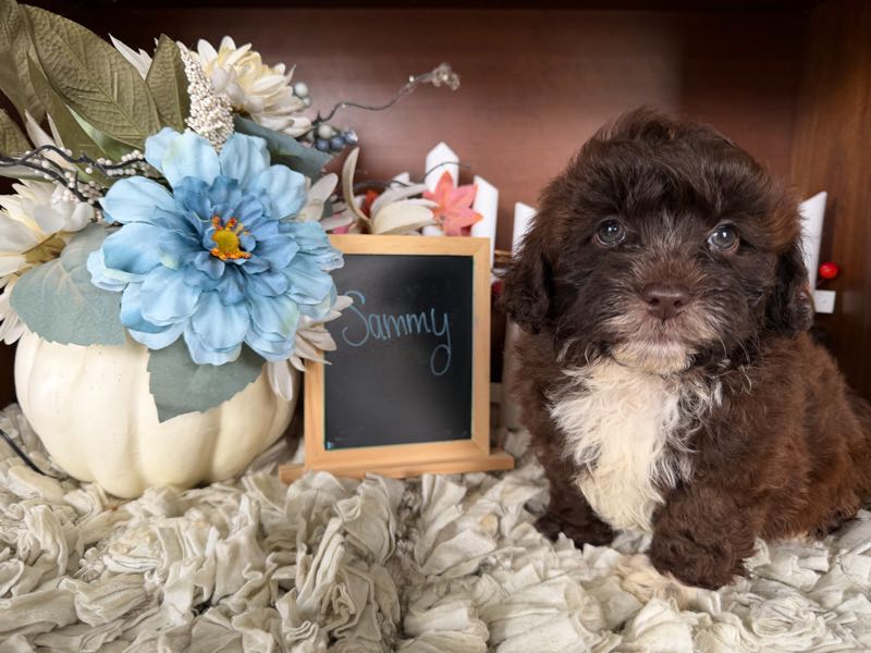 Sammy - Shih-Poo Puppy