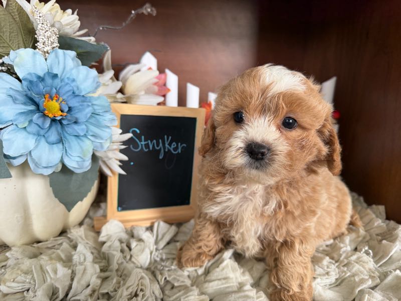 Stryker - Shih-Poo Puppy