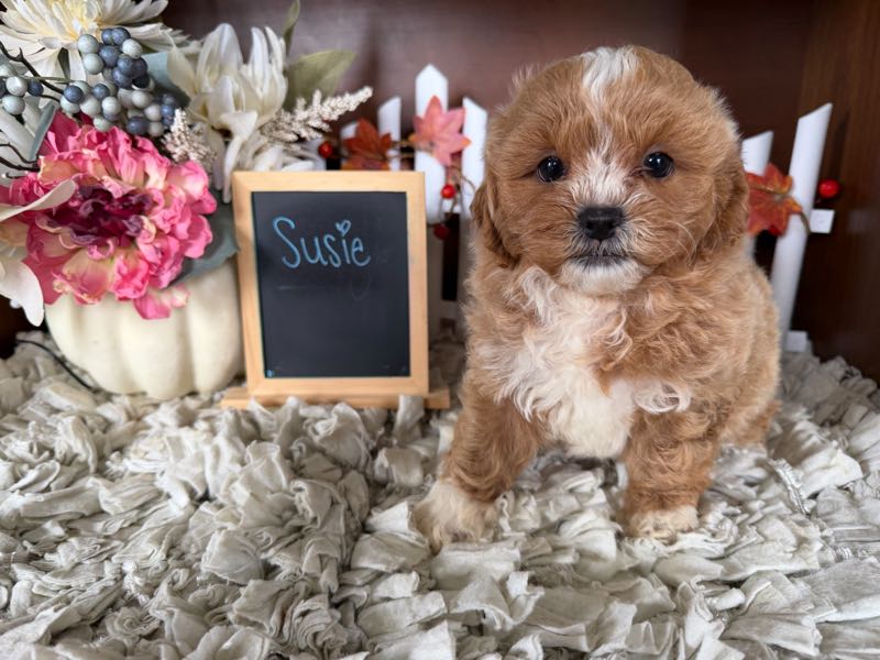 Susie - Shih-Poo Puppy